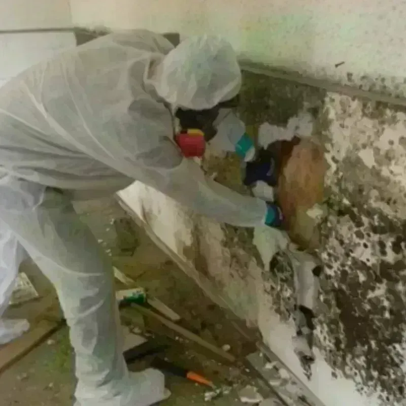 Mold Remediation and Removal in Lexington-Fayette, KY